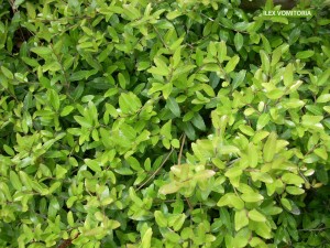 Ilex vomitoria - foliage